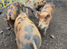 Berkshire Tamworth cross pigs