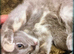 Ragdoll x kittens