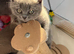 Ready now British Shorthair kittens