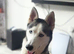 Beautiful husky female