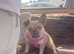Frenchie