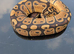 Royal python hatchlings
