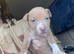 READY TO LEAVE TODAY ! 4 PUPS LEFT!