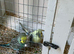 Recessive Budgies all 2026