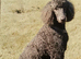 Standard Poodle WANTED