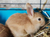 Netherland dwarf cross mini rex rabbits
