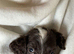 Beautiful Cocker spaniel Puppies