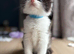 Persian x BSH kittens for sale