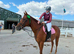 Stunning gelding