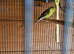 2 canaries