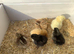 Legbar, Light Sussex, Buff Orpington, BCM chicks 1 day old