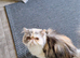 5 year old pure Persian spayed female.