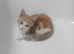 Male ginger