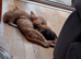 3 boy kittens