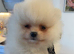 Beautiful Snow White Pomeranian puppies