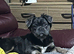 Heartbreaking sale of beautiful boy