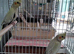 Female Cockatiels