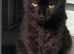 gorgeous boy for rehoming