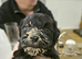 SUPERB Cesky Bitch puppy for sale