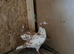 Racing 2 pigeons for sale