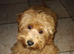 Cockapoo Toby Puppy