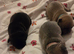 French bulldog girl puppy