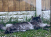 Maine coon GCCF & Tica active! CHAMPION, STUD duties only
