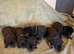 Outstanding litter of Rottweiler puppies