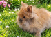 PRICE DROP £70: 4 Gorgeous Purebred Double Mane Lionhead Baby Rabbits (Girls) Ready Now!
