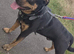 Stunning male Rottweiler x for stud