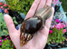 Giant African Snail sub adult for sale!