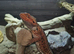 Charlie one year old beared dragon complete with full set up