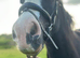14.1hh Cob Mare