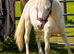 Cremello Welsh Sec A Colt