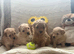 Licensed Teeny Tiny Maltipoo pups