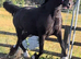 Stunning 3yrs Welsh d filly