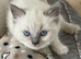 Adorable Ragdoll Kittens
