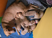 Labrador puppies