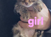 Kittens looking for new homes