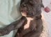(Last pup left) female frenchie x English bulldog