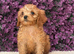 Cavapoo Puppies • Individually DNA Health Tested & CLEAR