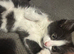1 boy kitten left