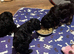 F1bb cockerpoo puppies