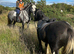 Cob gelding