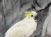 Hand-Rearing Friendly Baby Super Tame Cuddly Sulphur Crested cockatoo