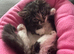 Beautiful fluffy tabby girl