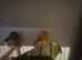 Job lot of canaries for sale