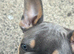 French Bulldog Puppies – 2 Girls & 1 Boy – Born 7th June