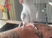 White male cockatiel
