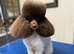 Imperial toy shihpoo pups